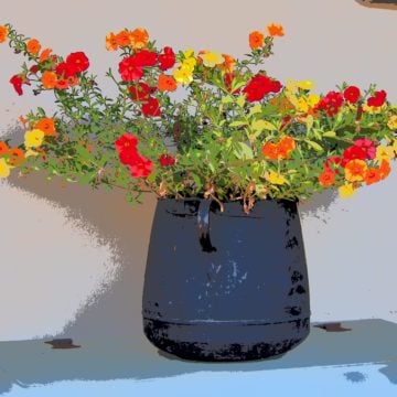 Ah1 Blue Pot With Nasturtiums