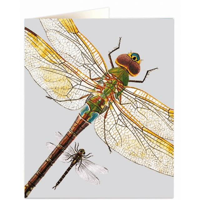 Nhm283 Dragonflies Archivist