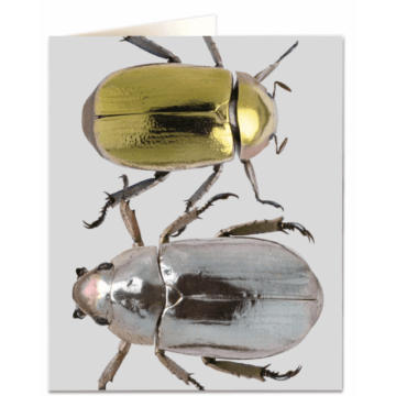 Nhm42 Metallic Beetles Archivist
