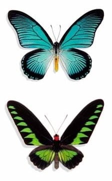 Butterflies Bookmark Pomegranate