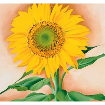 Georgia O Keeffe A Sunflower From Maggie Small Boxed Cards 18